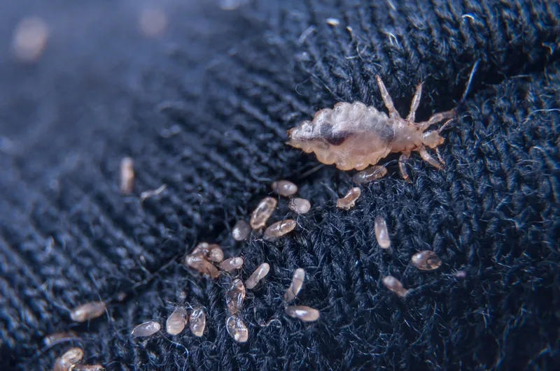 Xem chấy bằng kính lúp