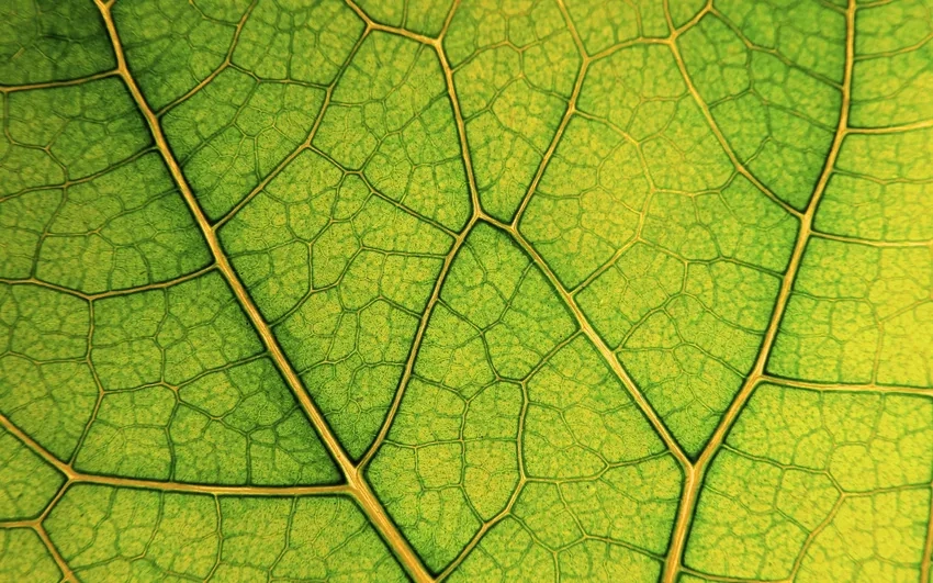 Gân lá cây phóng to tạo nền xanh hút mắt