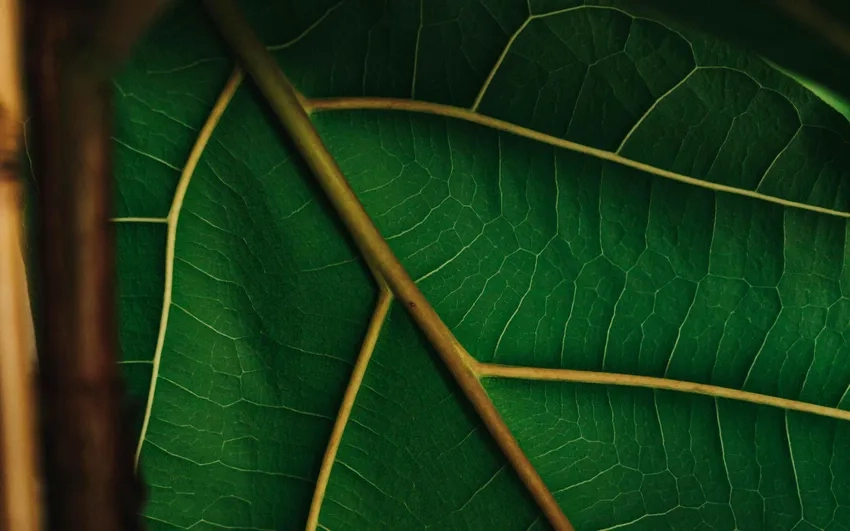 Gân lá cây phóng to cho ảnh rõ nét cao cấp