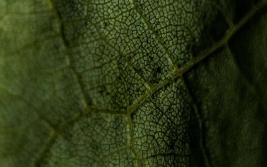 Gân lá cây phóng to hiện texture nổi bật
