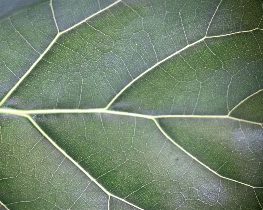 Gân lá cây phóng to tạo điểm nhấn sắc nét
