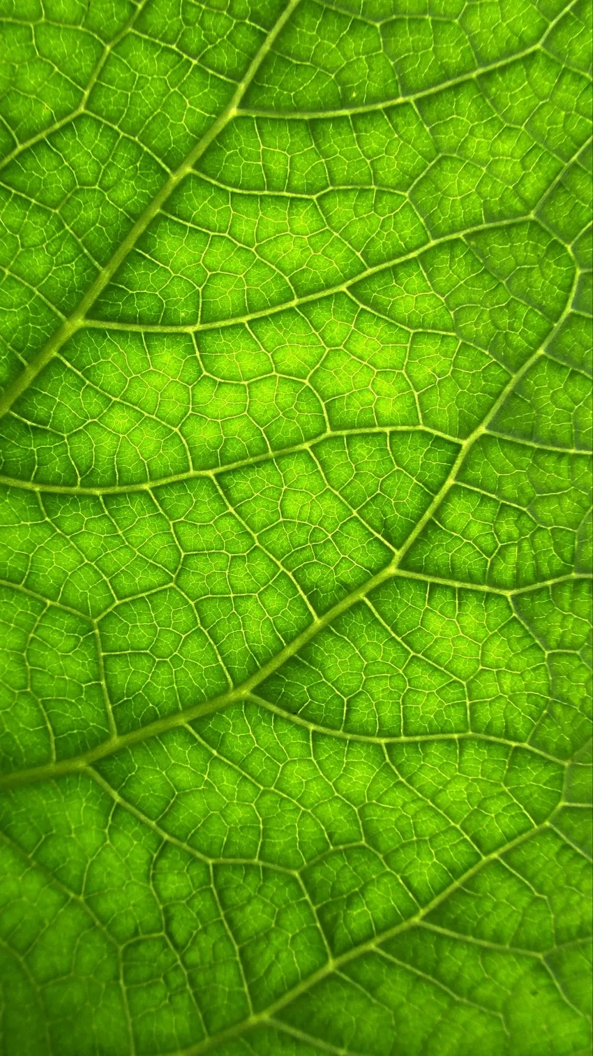 Gân lá cây phóng to tô đậm vẻ đẹp thiên nhiên