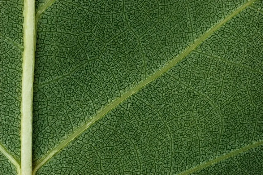 Gân lá cây phóng to nổi rõ đường ve mềm mại