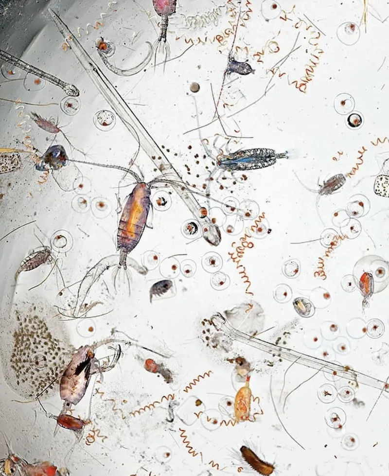 Vi sinh vật trong nước đa dạng và phong phú