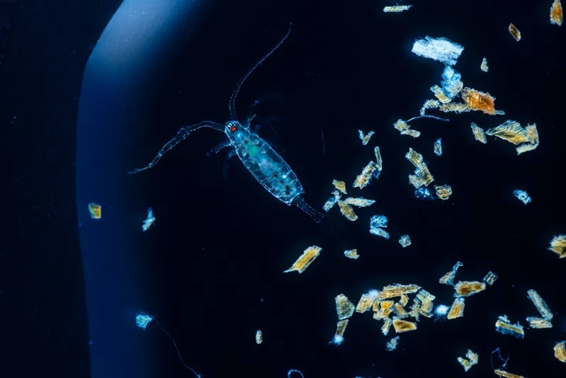 Tảo dưới kính hiển vi với màu xanh lục