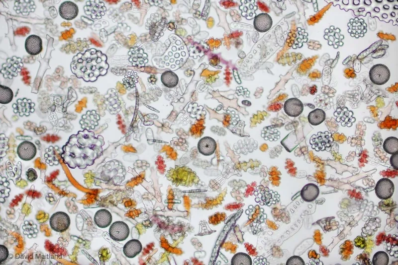 Giọt nước hồ soi kính hiển vi thế giới vi mô