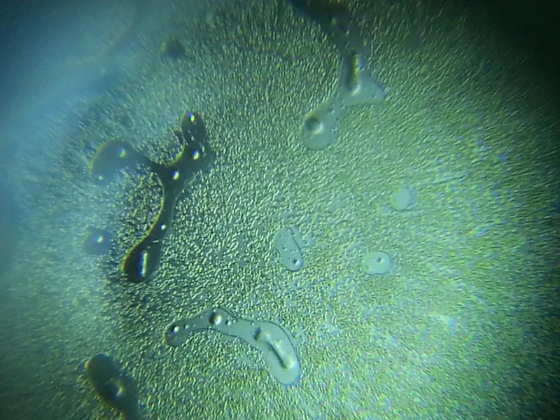 Vi tảo trong nước hồ tạo nên chuỗi thức ăn