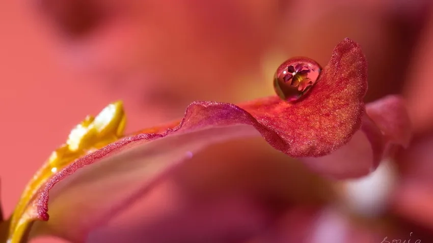 Chụp cận cảnh giọt nước trên hoa tôn lên chi tiết tự nhiên tinh tế