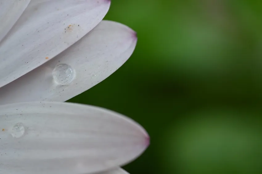 Chụp hoa sau mưa macro ghi lại từng giọt nước lấp lánh trên cánh hoa