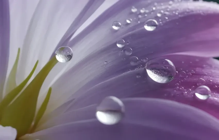 Kỹ thuật lấy nét macro giọt nước mang lại ảnh chi tiết và sắc nét