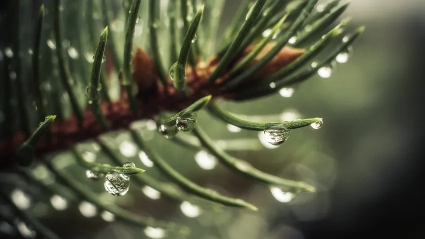 Chụp cận cảnh ảnh giọt nước macro tinh tế sáng sớm