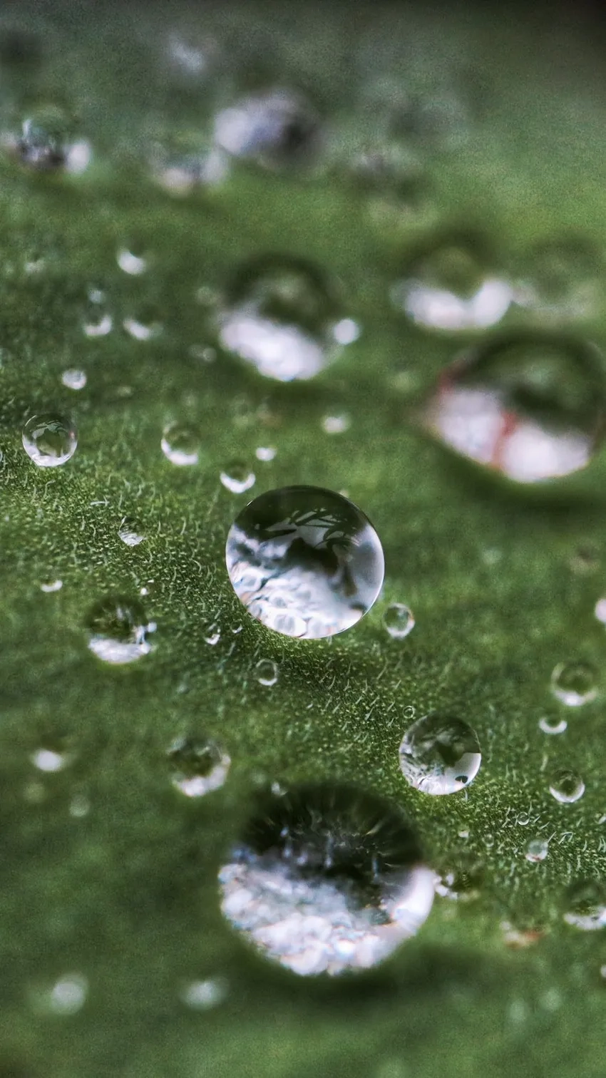 Khám phá nhiếp ảnh macro mưa với chi tiết tuyệt đẹp