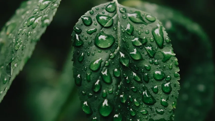 Ảnh lá xanh có giọt nước phản chiếu ánh sáng tự nhiên