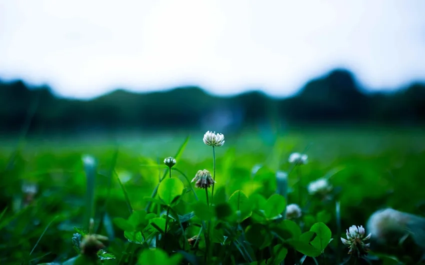 Cận cảnh tinh tế với hình nền macro cây cỏ