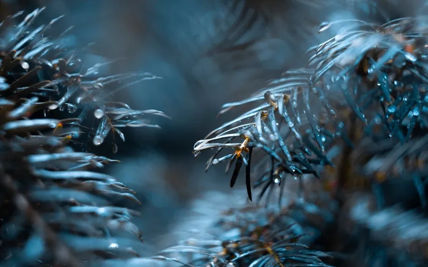 Khám phá không gian xanh mát với hình nền rừng 4k