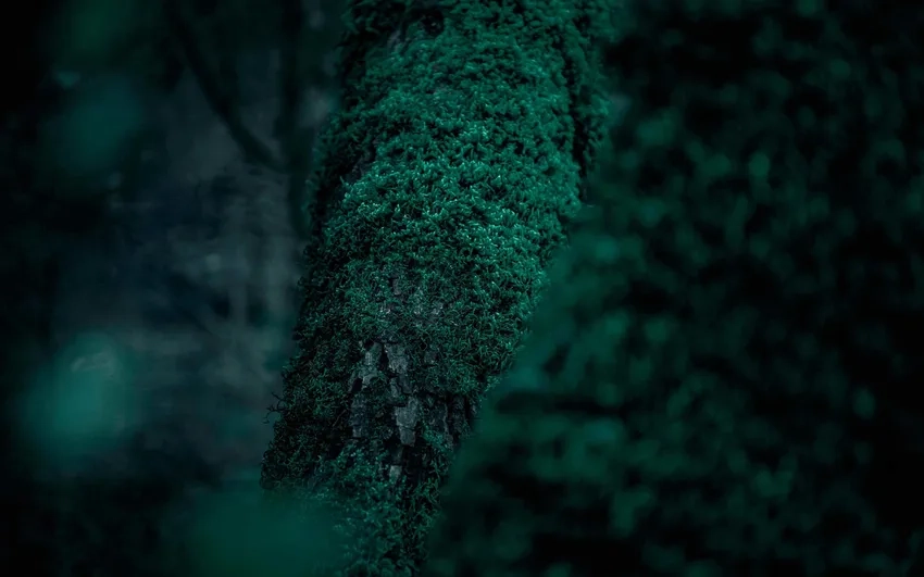 Đắm mình trong hùng vĩ cùng hình nền cảnh núi non