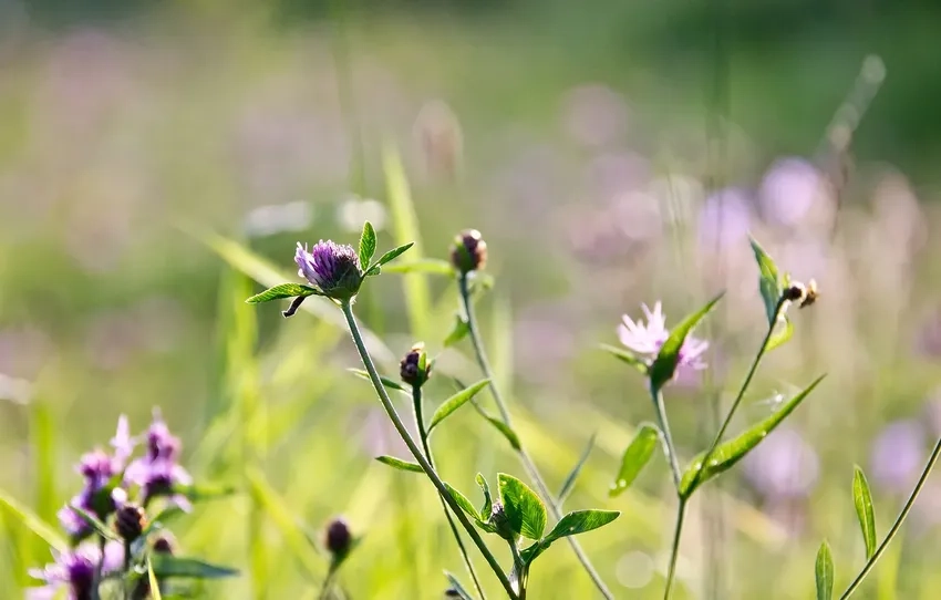 Chi tiết cánh hoa tinh xảo nổi bật trong hoa dại macro