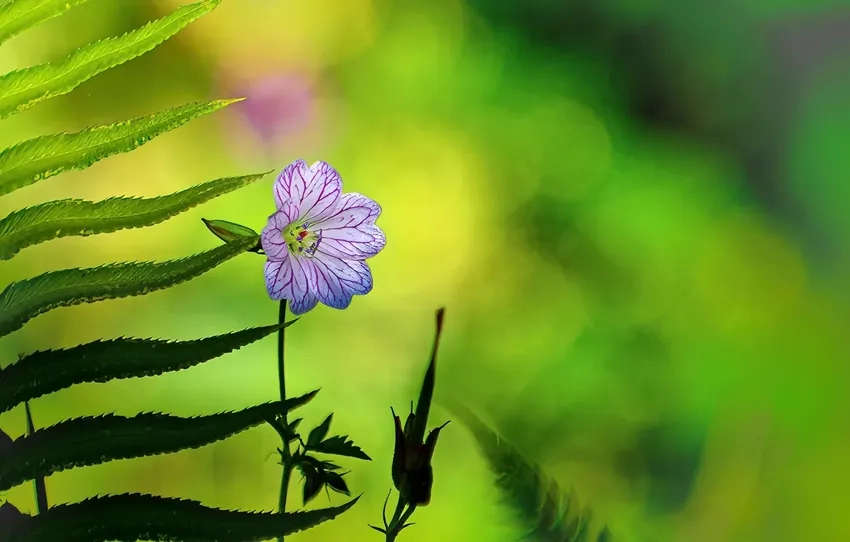 Màu sắc hoa dại sống động với hoa dại macro tinh tế