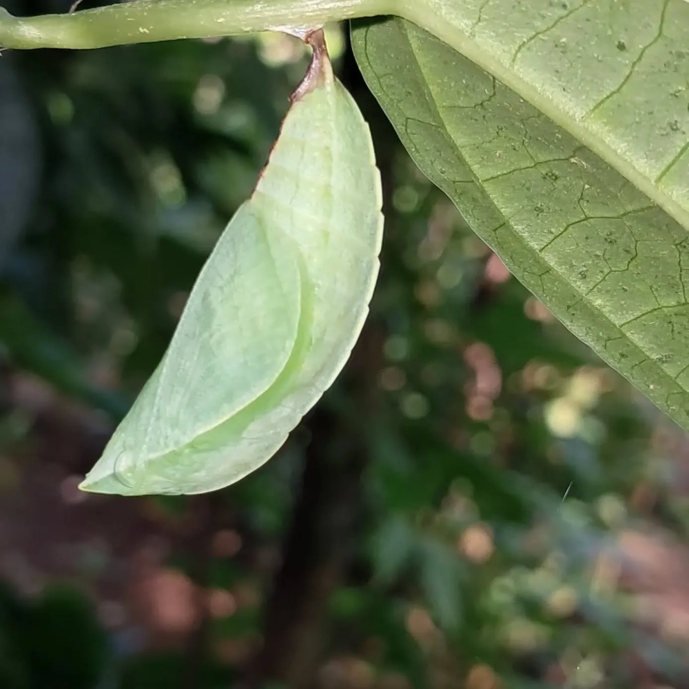 Cấu trúc bề mặt sần sùi của nhộng bướm đêm