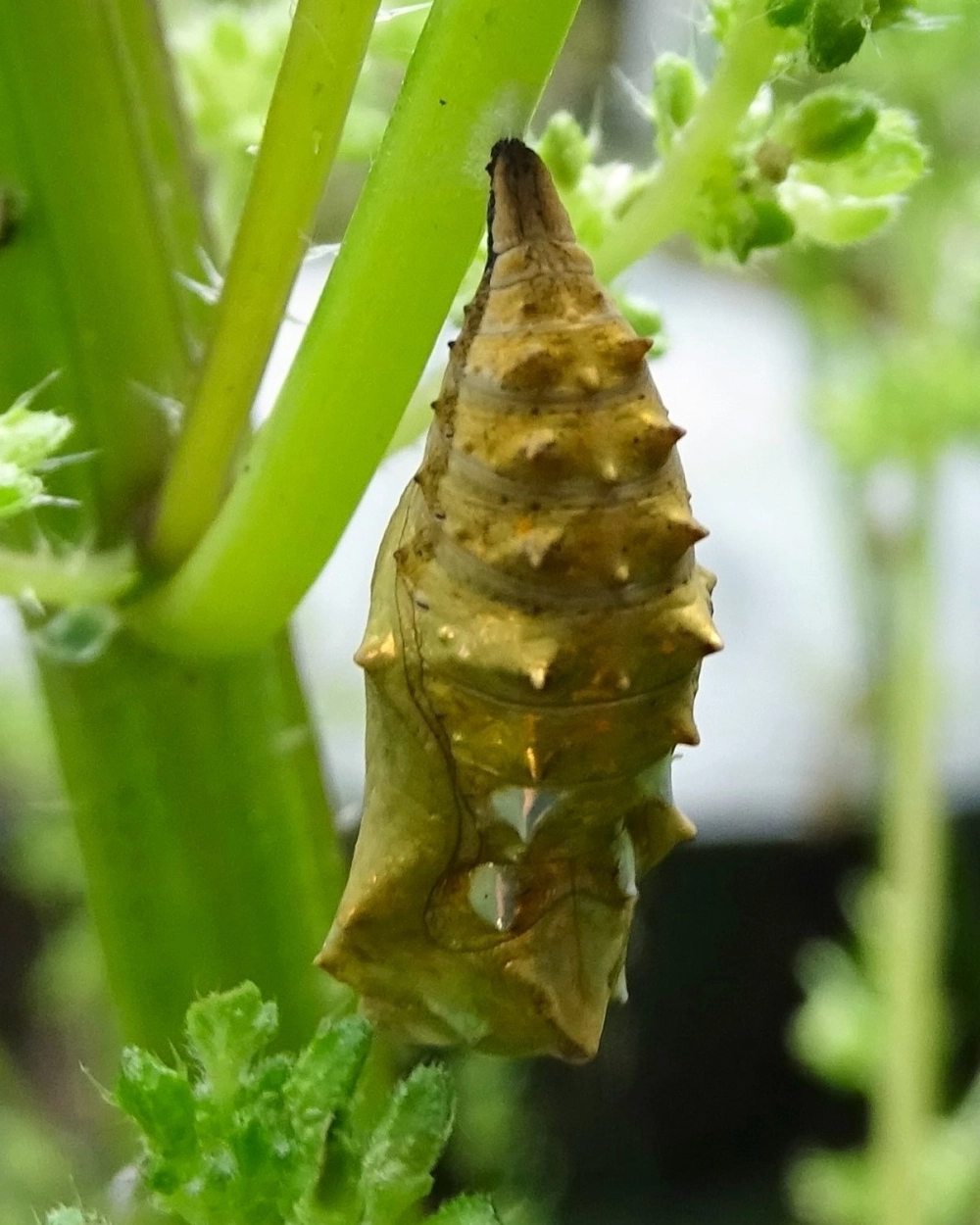 Chi tiết vỏ kén bướm trong suốt nhìn thấy cánh bên trong