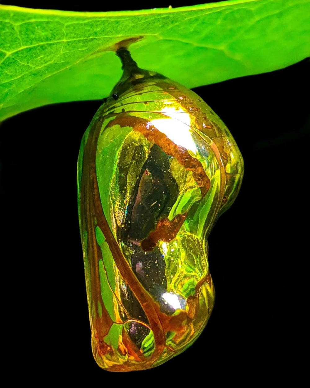 Bướm chui ra khỏi kén vũ hóa thành công