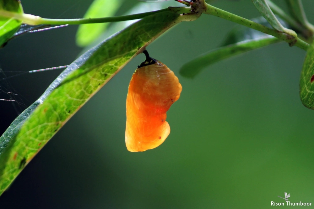 Quá trình hóa nhộng đầy đủ của loài bướm vua