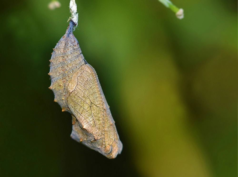 Cận cảnh kén bướm vàng óng ánh dưới nắng sớm