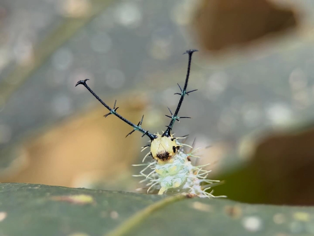 Ảnh macro lông sâu bướm đẹp nhất thế giới cập nhật 2026