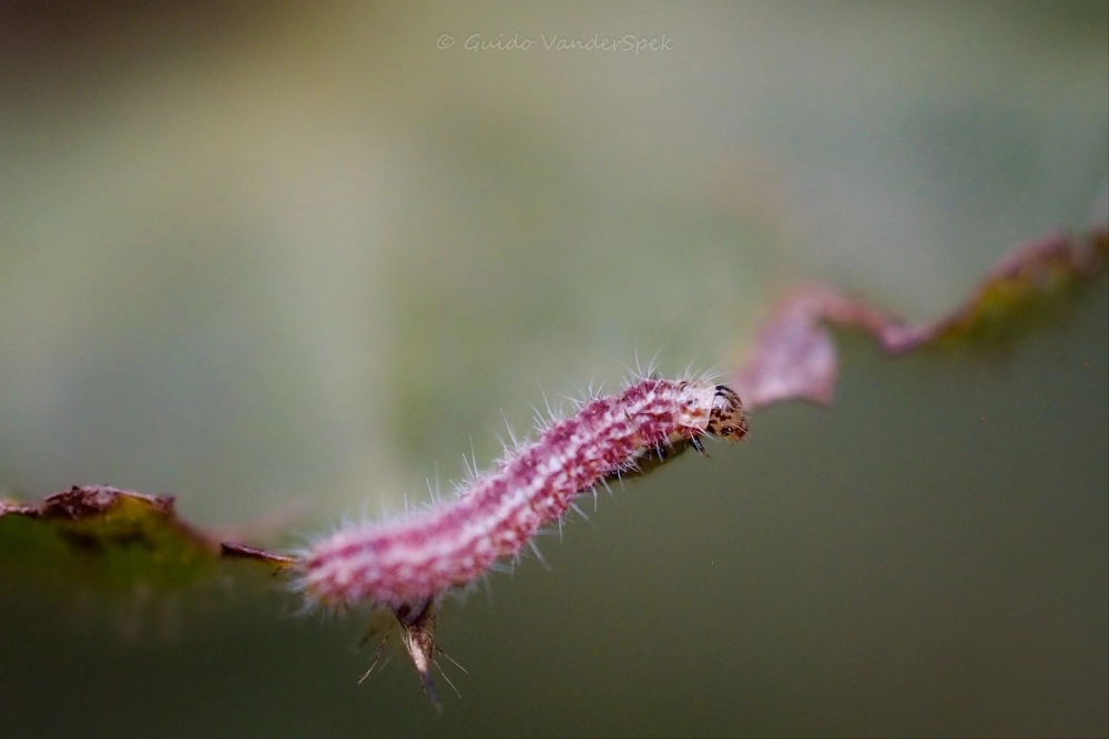 Sâu gai với những chùm lông tua tủa độc đáo