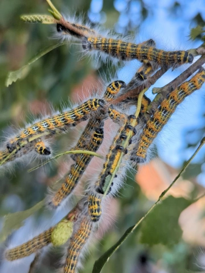 Cận cảnh đầu và lông tơ trên lưng sâu ăn lá