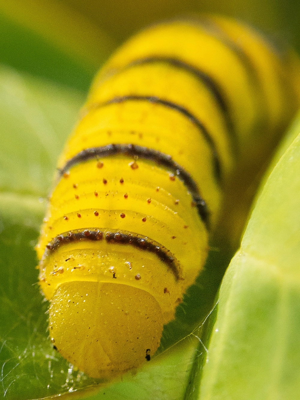 Sâu róm ngứa với màu sắc sặc sỡ cảnh báo nguy hiểm