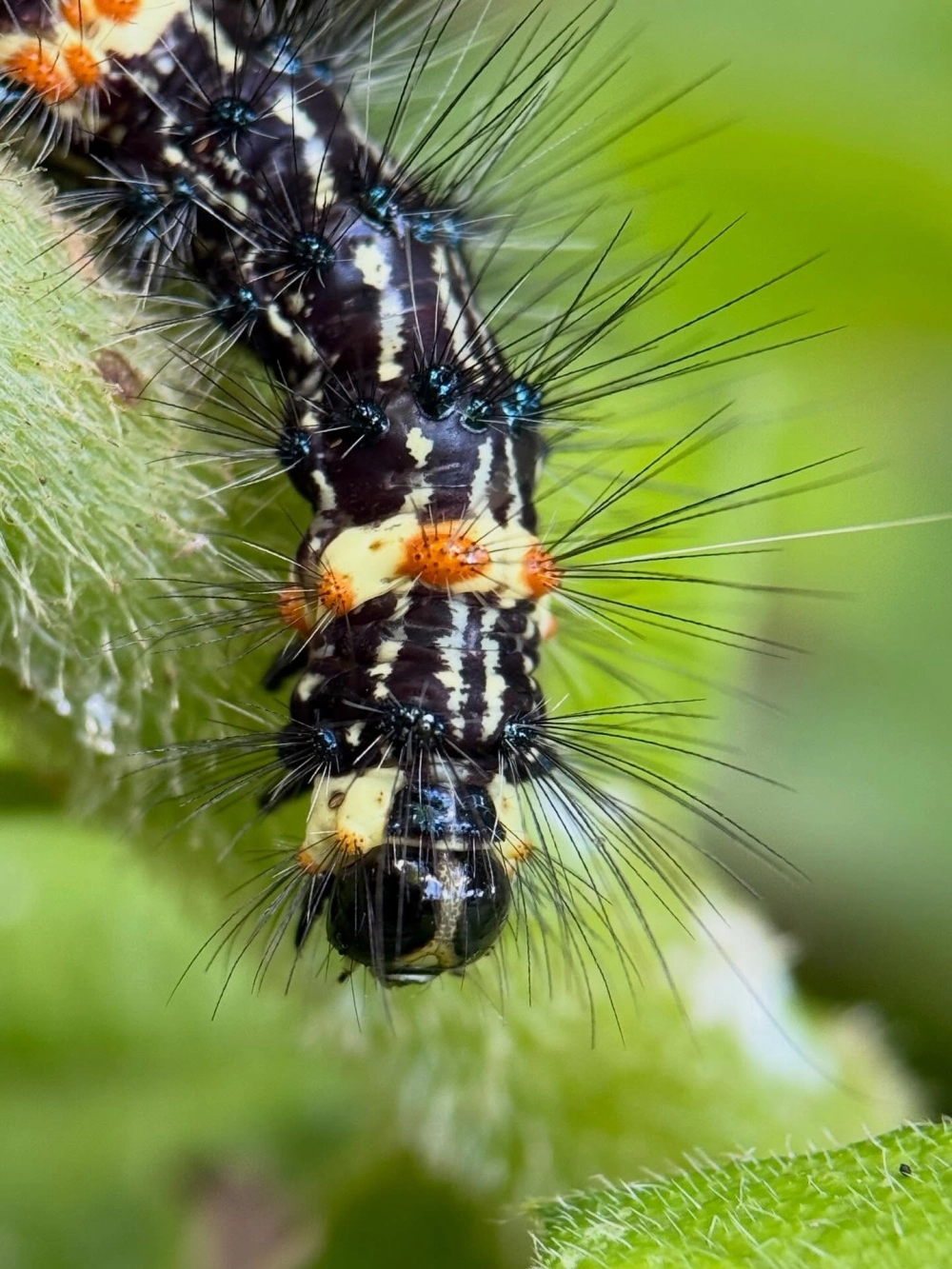 Cận cảnh lông tơ trên lưng sâu phát sáng rực rỡ dưới nắng