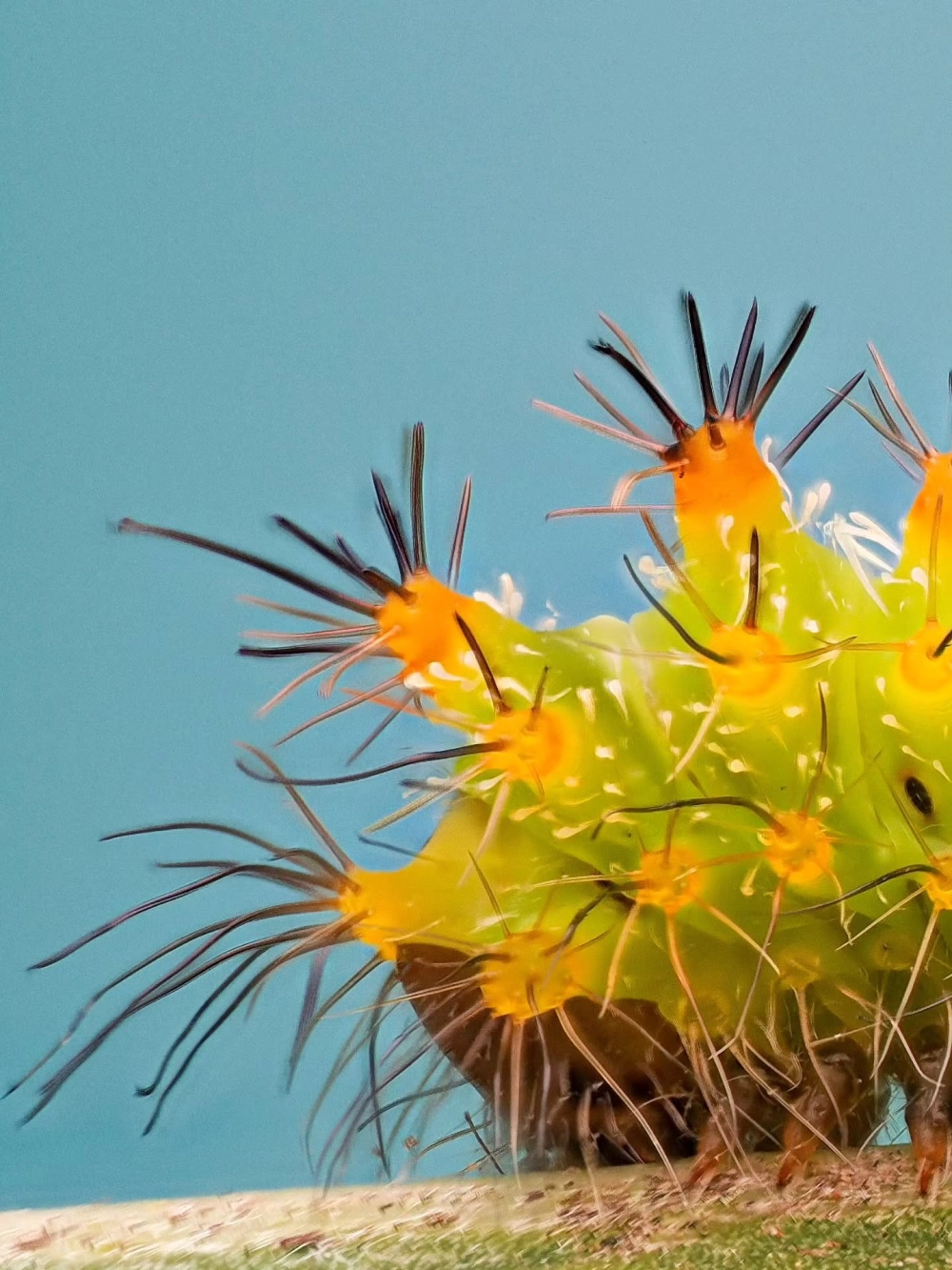 Sâu bướm ngụy trang tài tình nhờ lớp lông tơ giống rêu