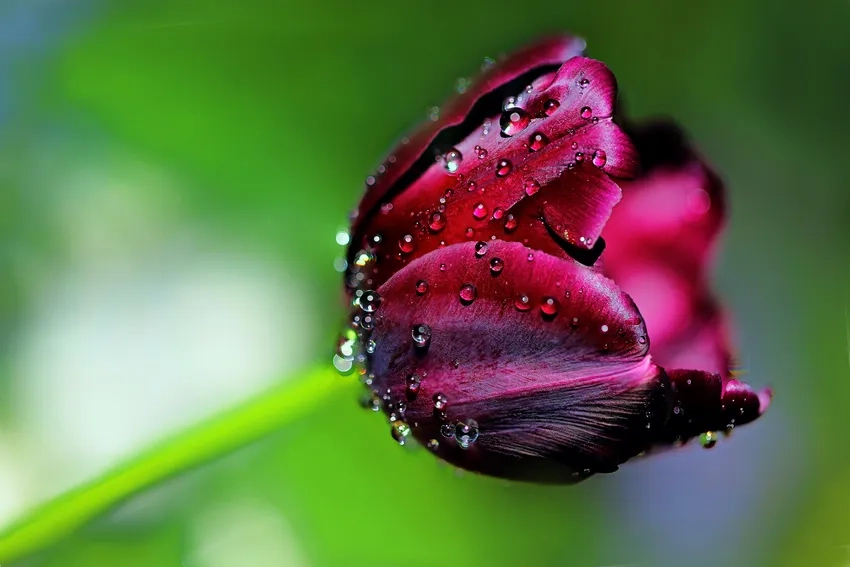 Kỹ thuật chụp macro hoa giúp giữ trọn vẻ tinh khôi