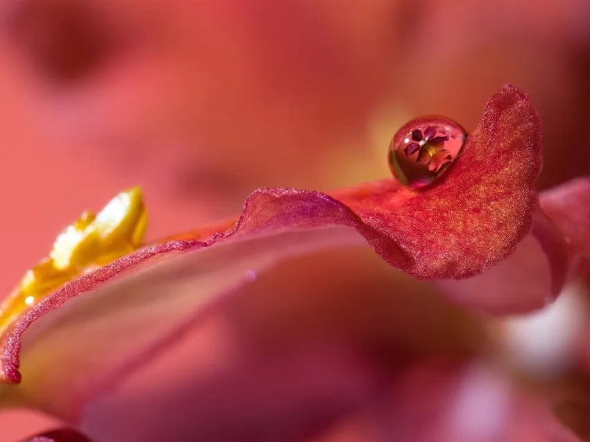 Ảnh macro hoa ánh sáng tự nhiên cho nét mềm mại