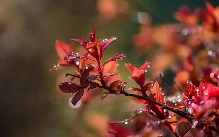 Chi tiết sống động qua ảnh cận cảnh lá cây tươi mới