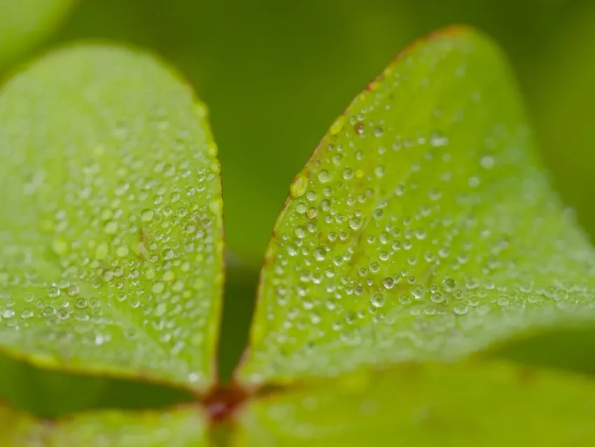 Cảm nhận kết cấu tinh tế qua kết cấu lá macro