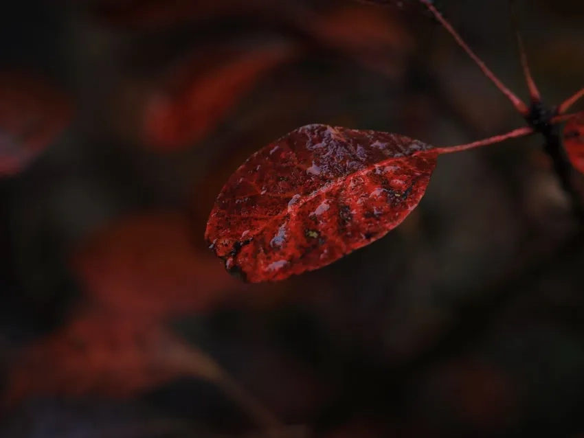 Tạo không gian sống động với hình nền macro lá đẹp mắt