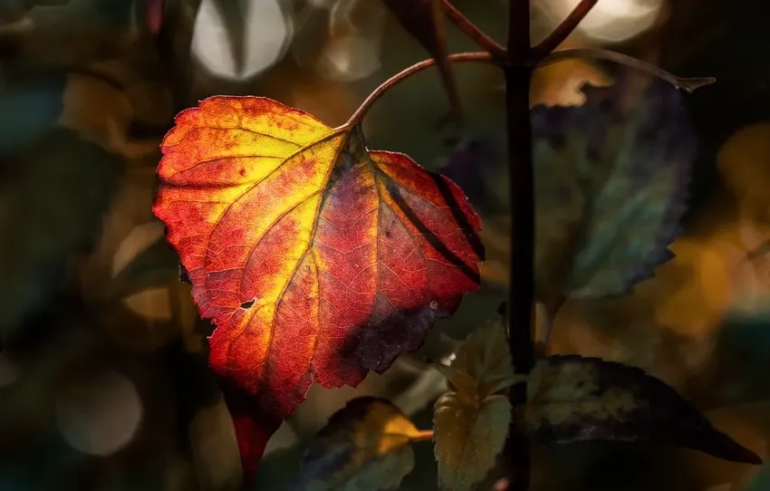 Vẻ đẹp nền tự nhiên hiện lên trong lá cây macro nền