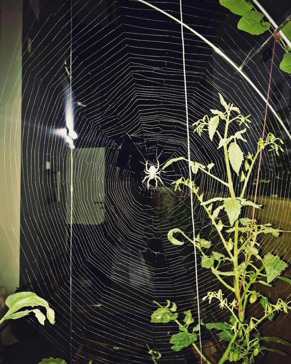 Cận cảnh chân nhện giăng tơ khéo léo đan từng sợi