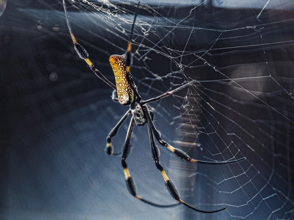 Chú nhện thợ dệt đang cần mẫn sửa chữa mạng lưới