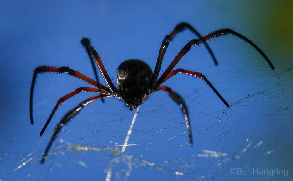 Tuyến tơ nhện macro đang tiết ra sợi tơ trắng tinh