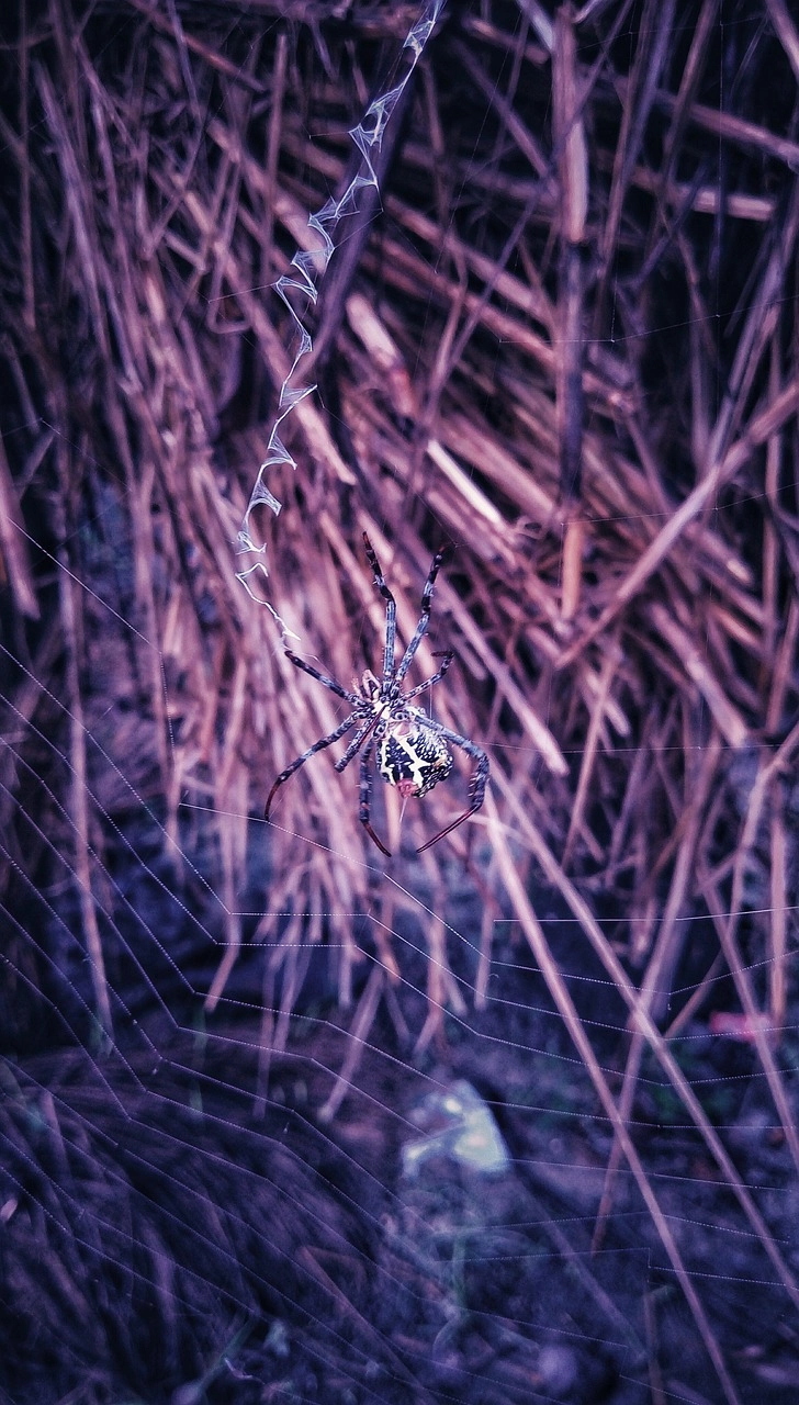 Cấu trúc hình học đối xứng của cấu tạo mạng nhện