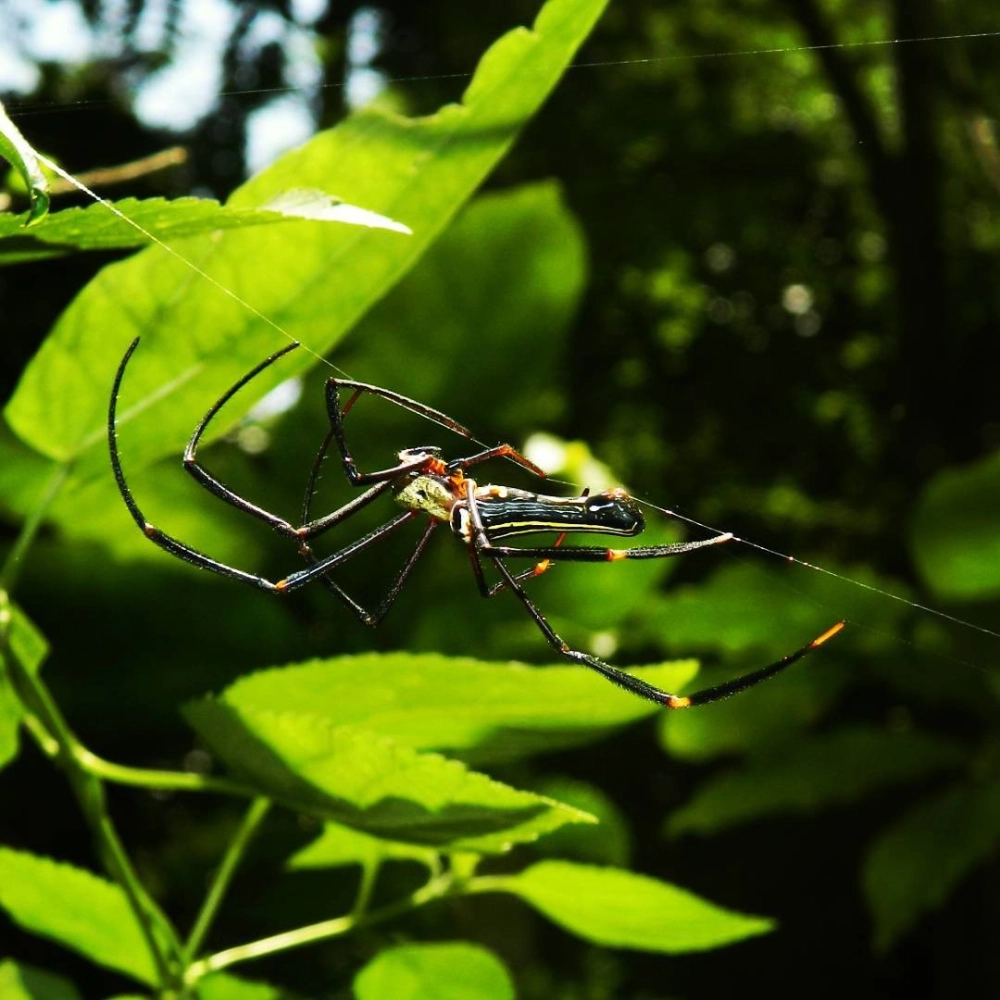 Hình ảnh nhện nằm giữa lưới chờ đợi con mồi kiên nhẫn