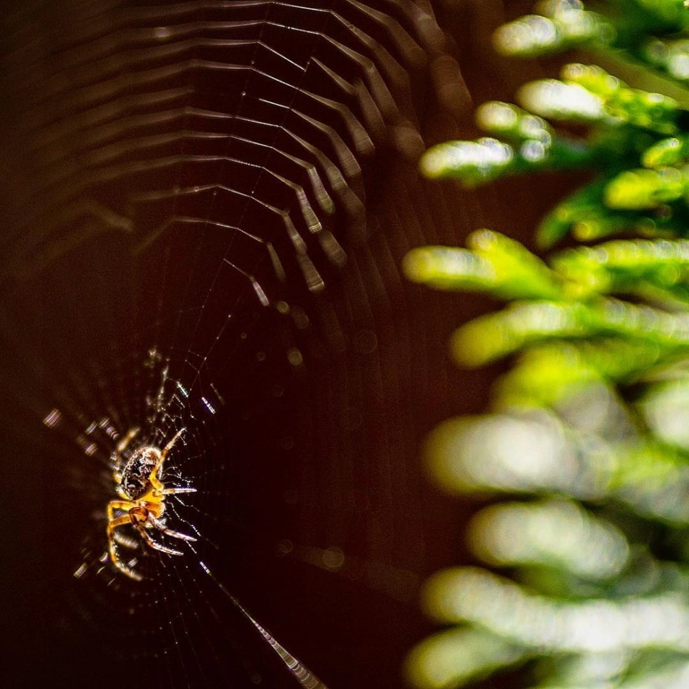 Cấu tạo mạng nhện phức tạp qua ống kính macro