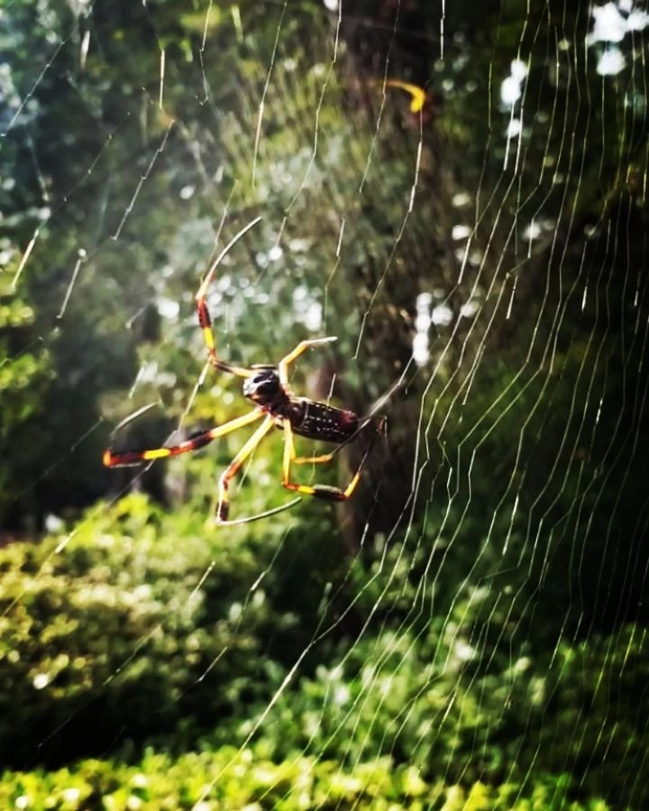 Chi tiết tơ nhện dính sương long lanh như chuỗi ngọc