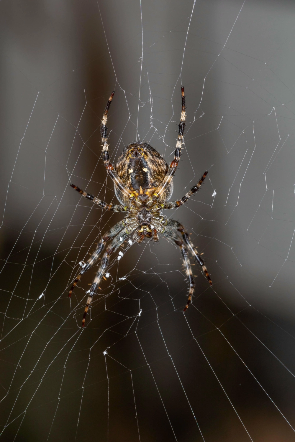 Cận cảnh macro nhện giăng tơ sắc nét dưới ánh nắng ban mai