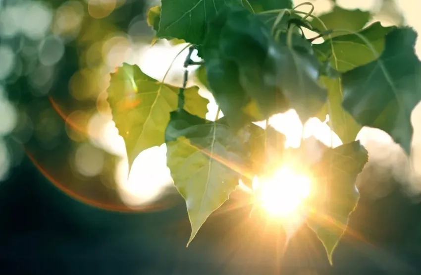 Khám phá macro tia nắng xuyên lá lung linh trong sáng