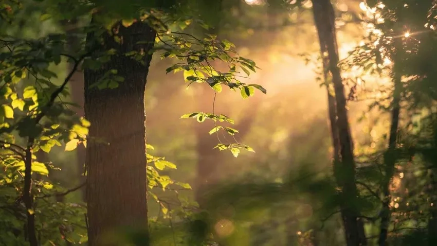 Áp dụng thủ thuật chụp ảnh nắng xuyên lá ấn tượng