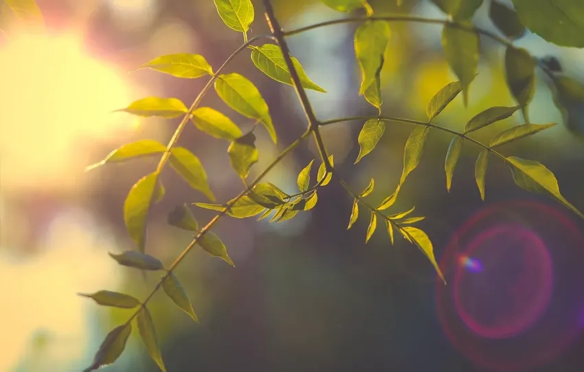 Kết hợp chụp macro lá và ánh sáng rực rỡ